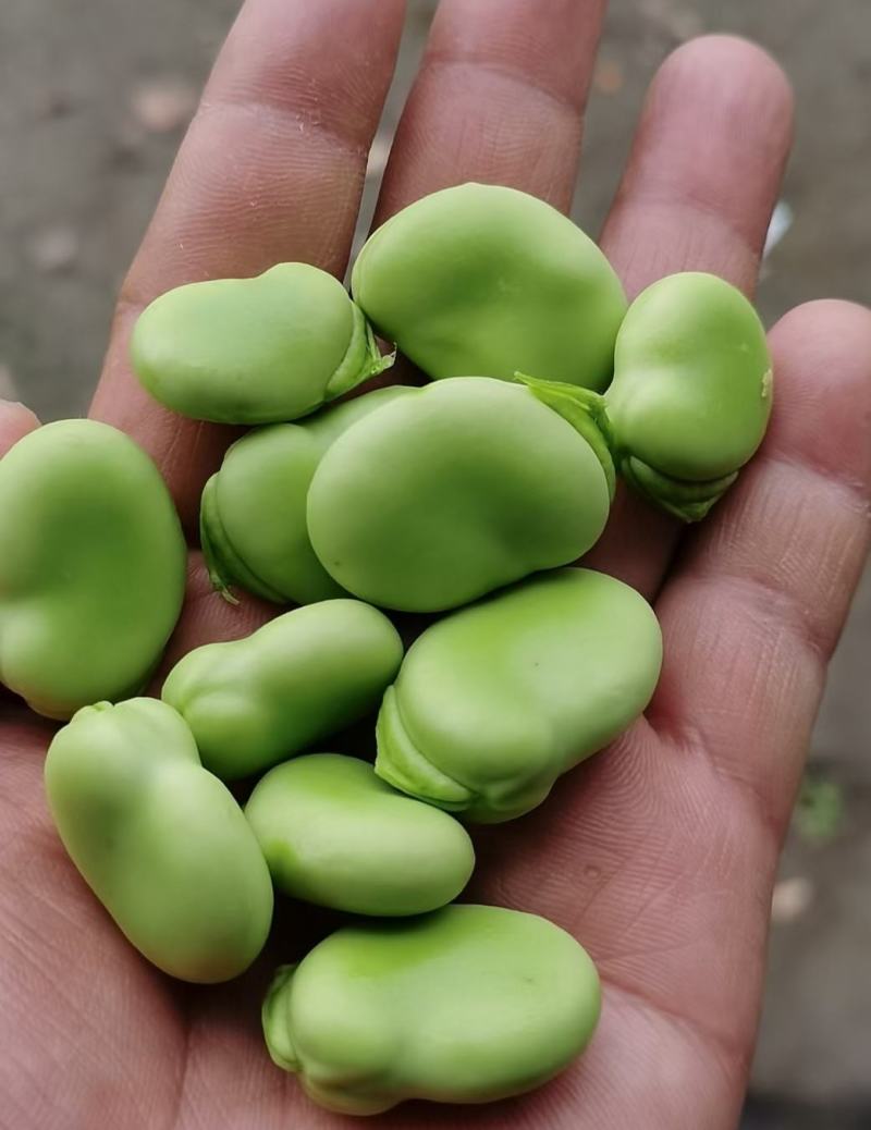 七星蚕豆：绿皮绿籽，粿粒饱满，质量好，产地直供：现货