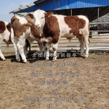西门塔尔牛技术跟踪指导全国免费运输货到付款