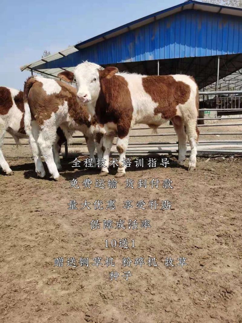 西门塔尔牛技术跟踪指导全国免费运输货到付款