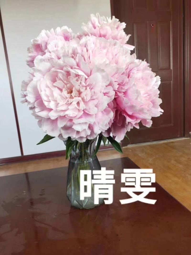 芍药鲜切花，精品重瓣千层鲜切花，山东基地大量出售，价格低