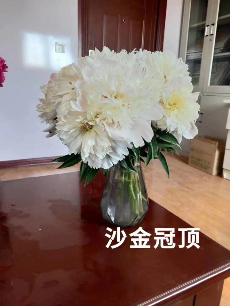 芍药鲜切花，精品重瓣千层鲜切花，山东基地大量出售，价格低