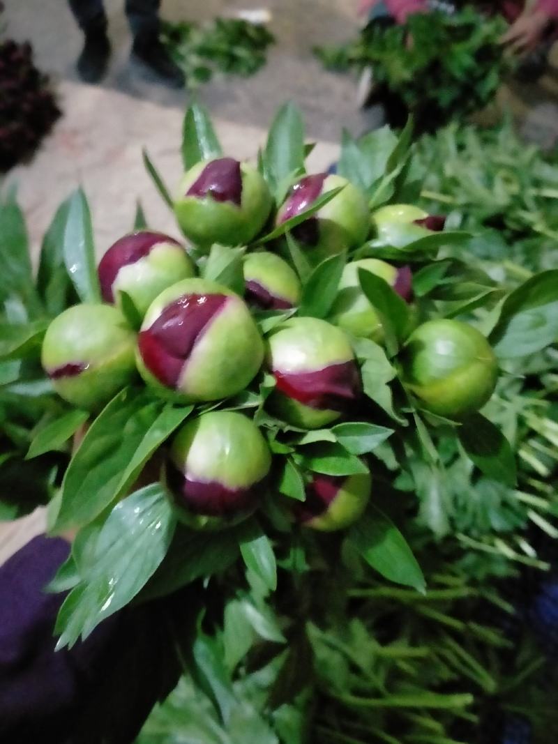 芍药鲜切花，精品重瓣千层鲜切花，山东基地大量出售，价格低