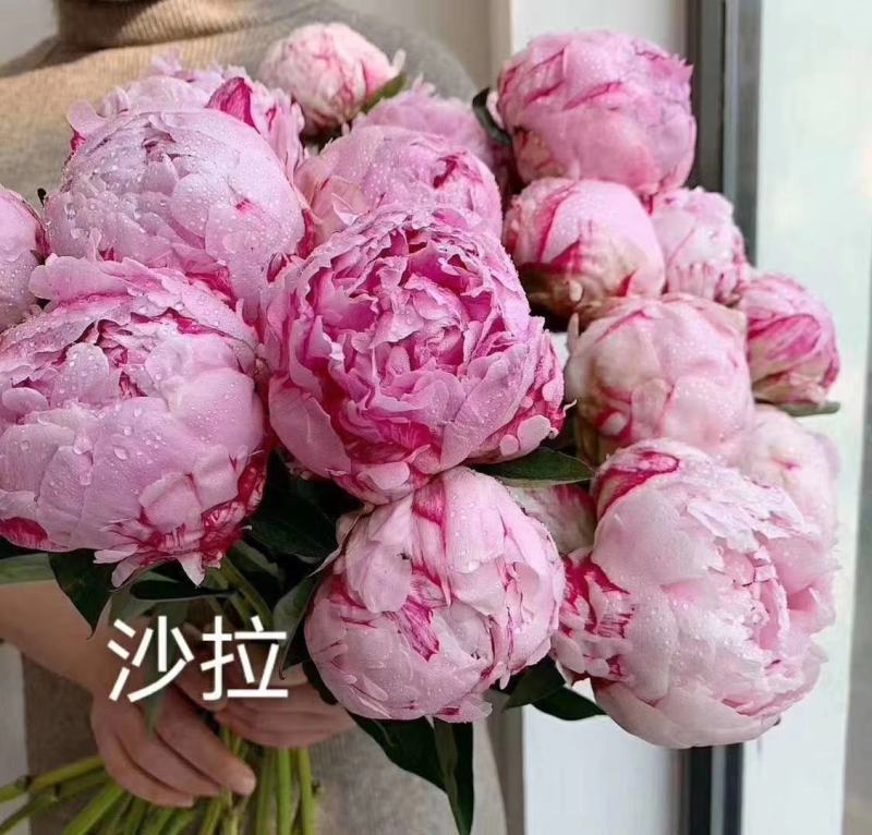 芍药鲜切花，精品重瓣千层鲜切花，山东基地大量出售，价格低