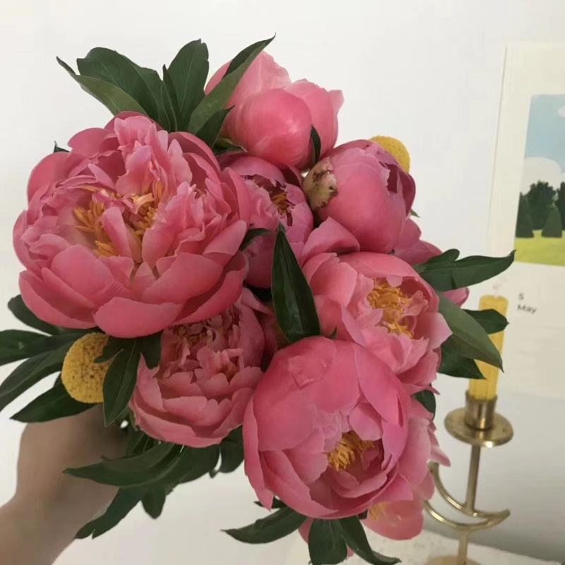 芍药鲜切花，精品重瓣千层鲜切花，山东基地大量出售，价格低