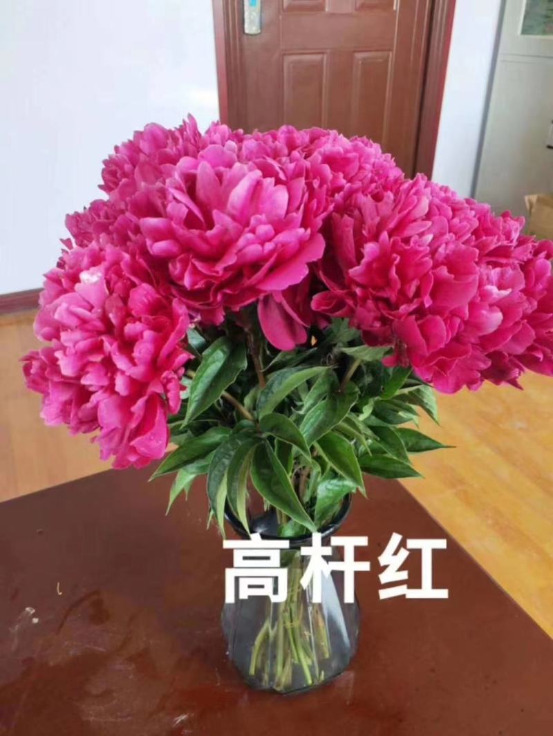 芍药鲜切花，精品重瓣千层鲜切花，山东基地大量出售，价格低