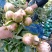 芍药鲜切花，精品重瓣千层鲜切花，山东基地大量出售，价格低