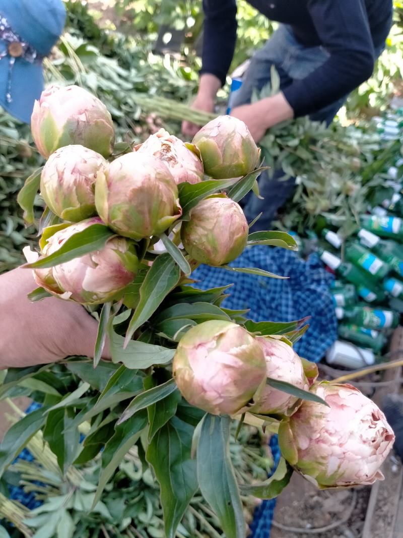芍药鲜切花，精品重瓣千层鲜切花，山东基地大量出售，价格低