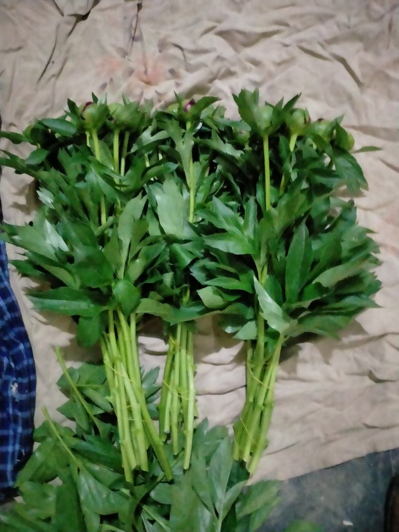 芍药鲜切花，精品重瓣千层鲜切花，山东基地大量出售，价格低