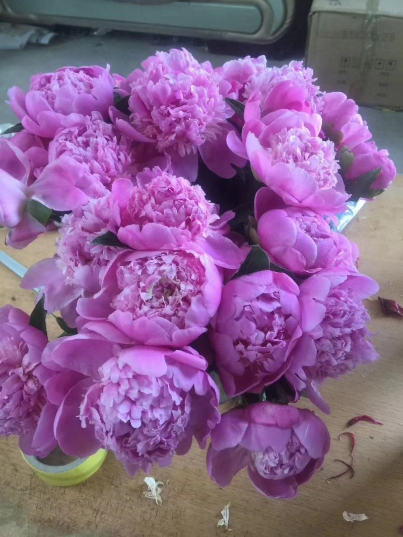 芍药鲜切花，精品重瓣千层鲜切花，山东基地大量出售，价格低