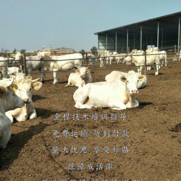 夏洛莱牛犊全国免费送货支持货到付款包技术自由挑选