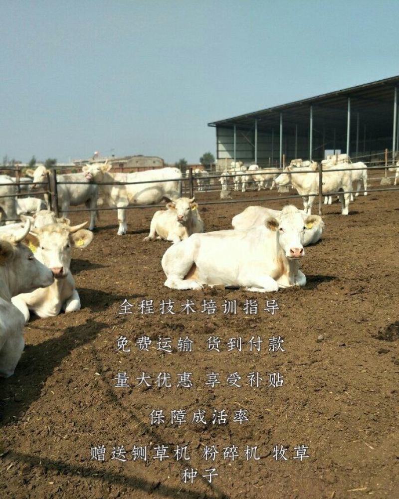 夏洛莱牛犊全国免费送货支持货到付款包技术自由挑选