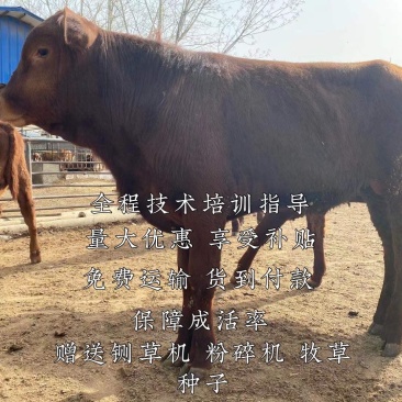 架子牛各品种好苗子自由挑选免费送货货到付款