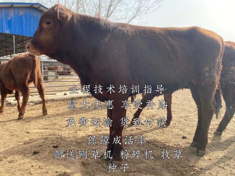 架子牛各品种好苗子自由挑选免费送货货到付款