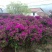 精品紫花红花三角梅基地直发带土出售量大从优