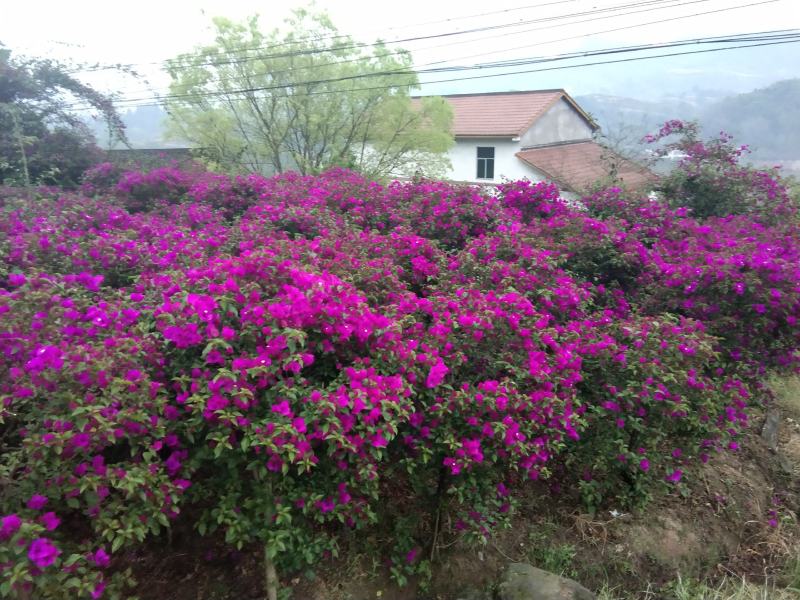 精品紫花红花三角梅基地直发带土出售量大从优