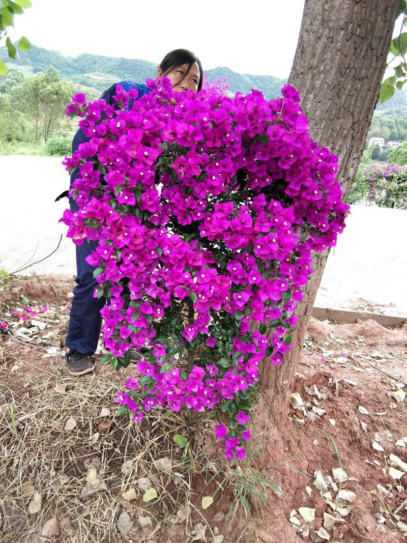 精品紫花红花三角梅基地直发带土出售量大从优