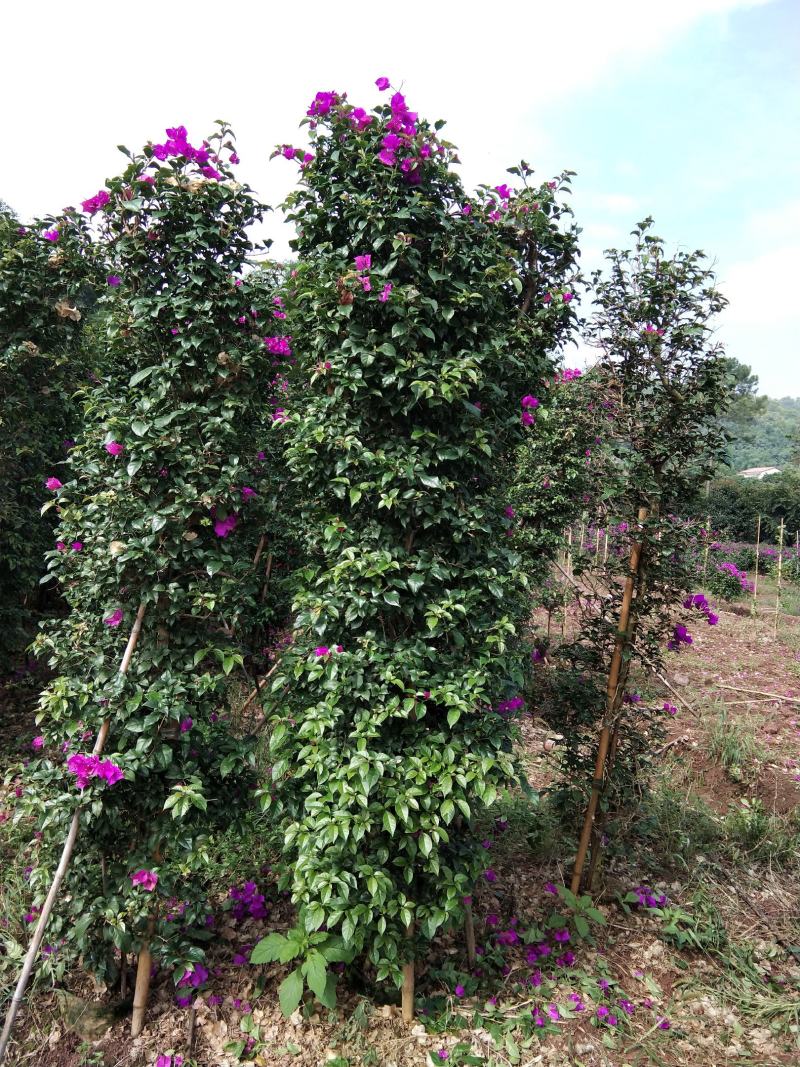 精品紫花红花三角梅基地直发带土出售量大从优