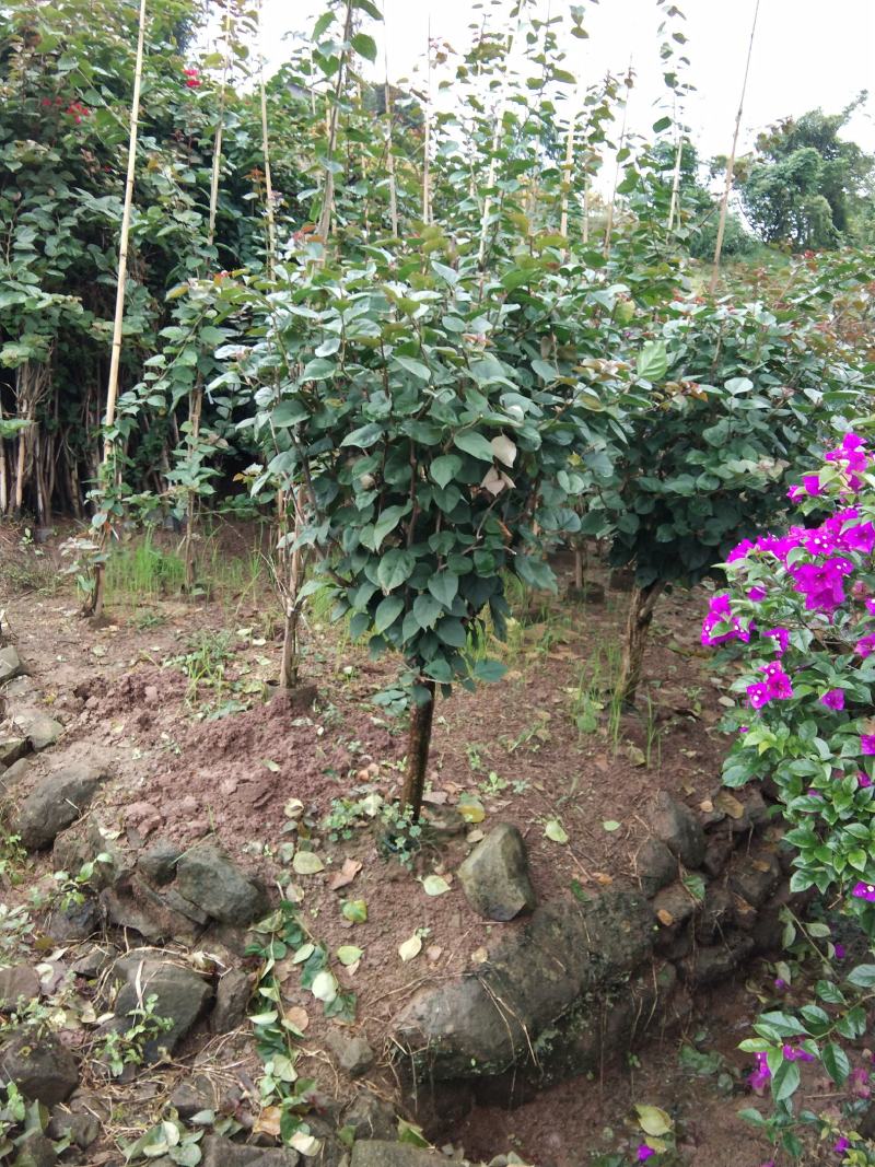 精品紫花红花三角梅基地直发带土出售量大从优
