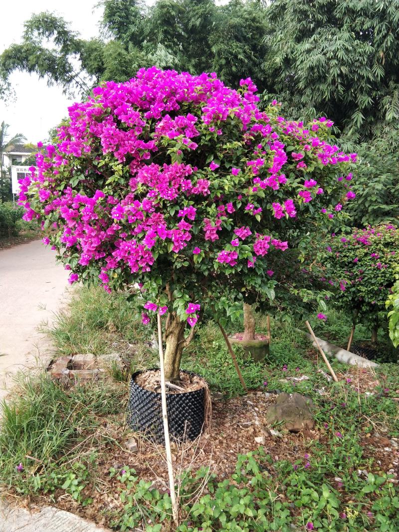 精品紫花红花三角梅基地直发带土出售量大从优