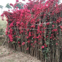 精品紫花红花三角梅基地直发带土出售量大从优