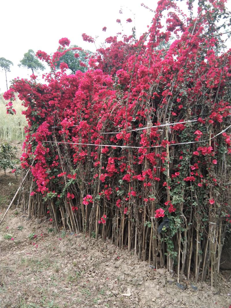 精品紫花红花三角梅基地直发带土出售量大从优