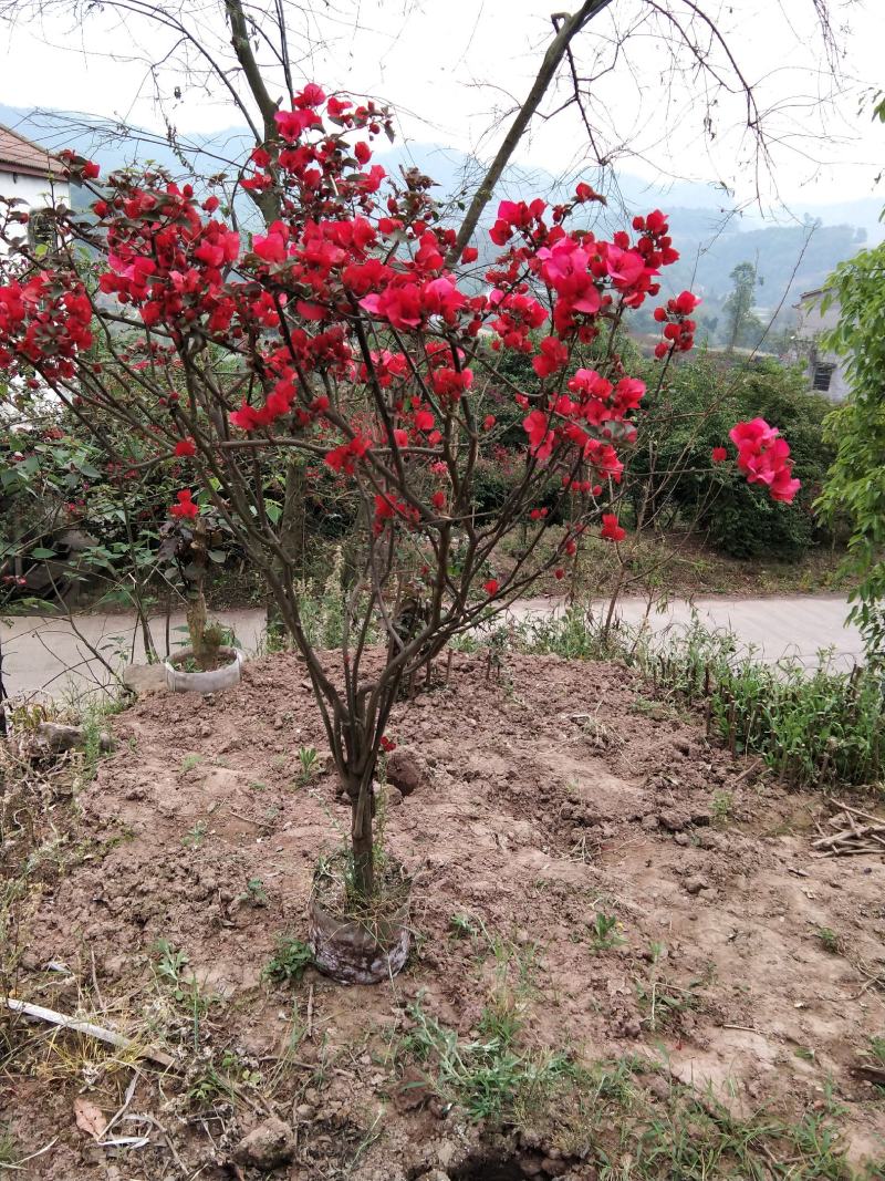 精品紫花红花三角梅基地直发带土出售量大从优