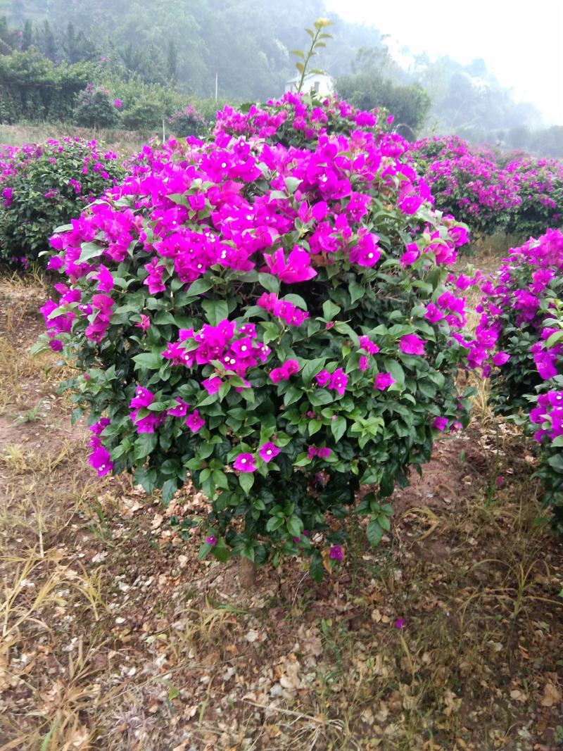 精品紫花红花三角梅基地直发带土出售量大从优