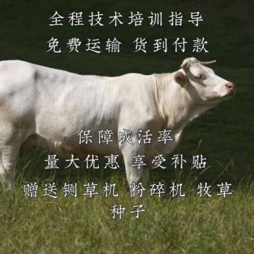 夏洛莱牛全程技术培训指导自由挑选免费运输货到付款