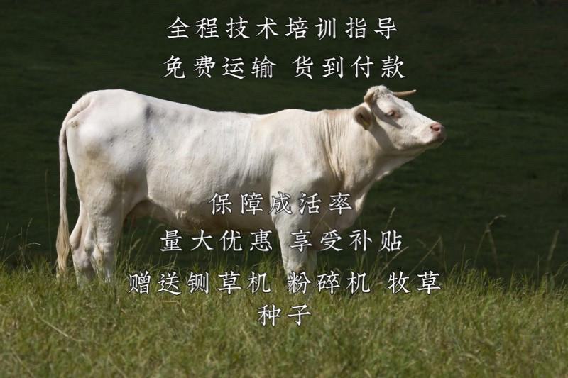夏洛莱牛全程技术培训指导自由挑选免费运输货到付款