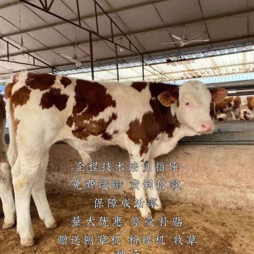 西门塔尔牛犊全程技术培训指导免费运输货到付款
