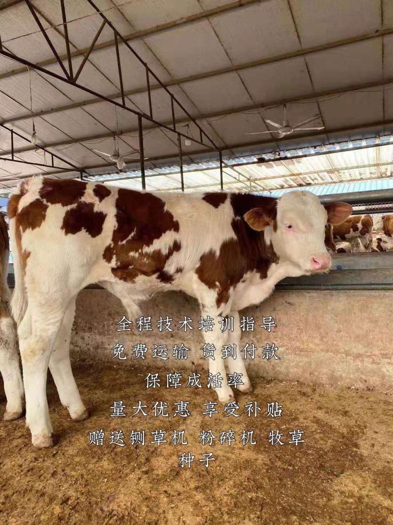 西门塔尔牛犊全程技术培训指导免费运输货到付款