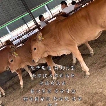 黄牛犊自由挑选全国免费运输货到付款货到付款