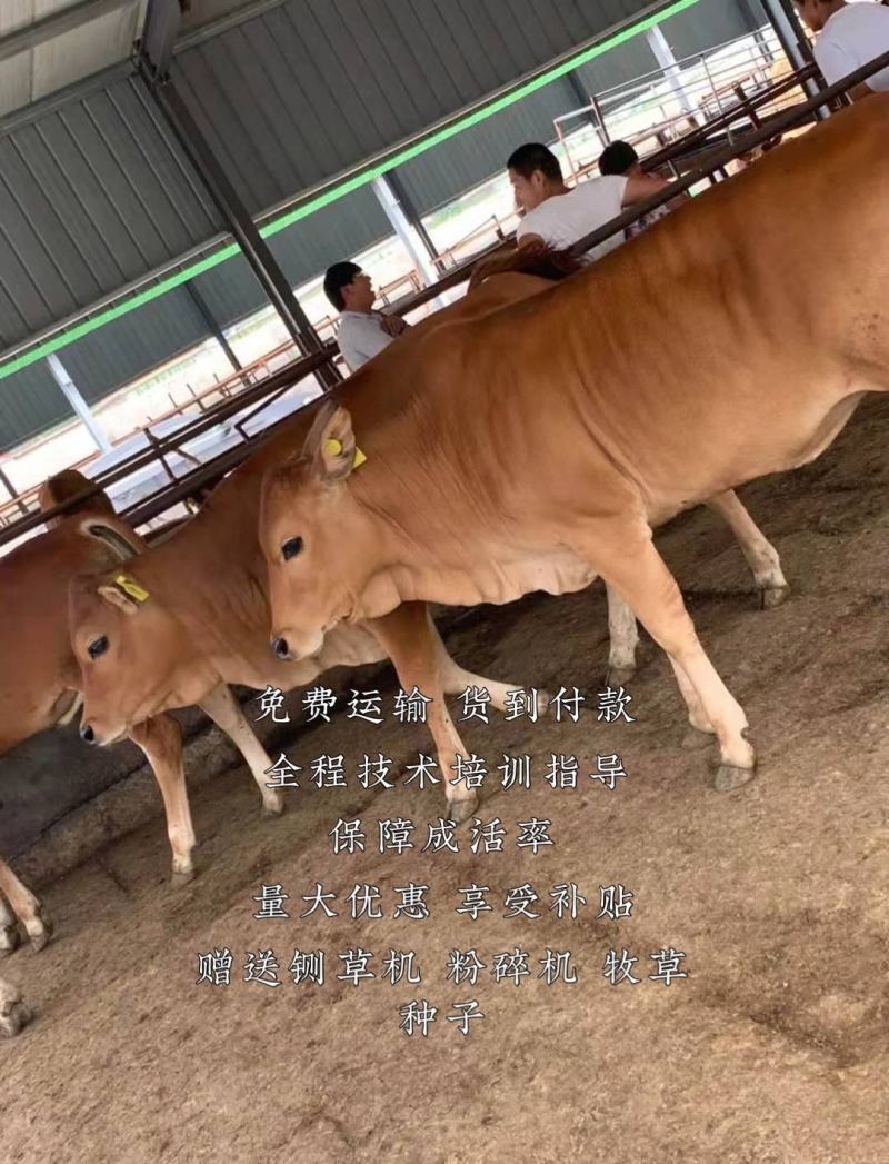 黄牛犊自由挑选全国免费运输货到付款货到付款