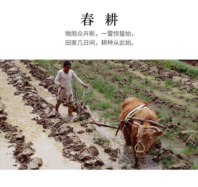 崇明大米南粳9108粳米10kg软饭王香米软香米5055