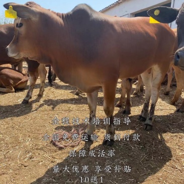黄牛犊包技术培训免费运输货到付款可回收