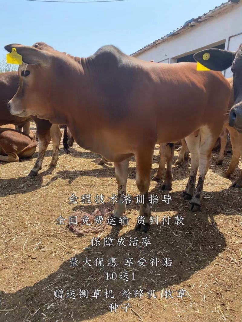 黄牛犊包技术培训免费运输货到付款可回收