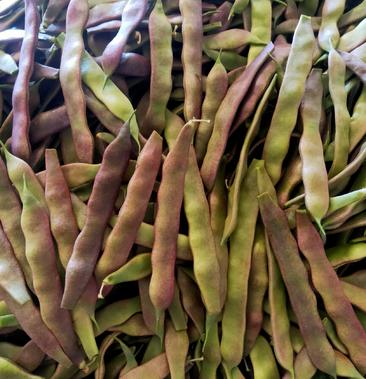 [油豆角批发]东北紫花架豆精品好货上市中价格2.80元