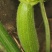 小瓜
