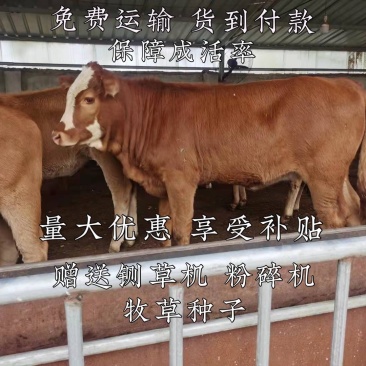 三元杂交牛免费运输全国发货货到付款技术培训