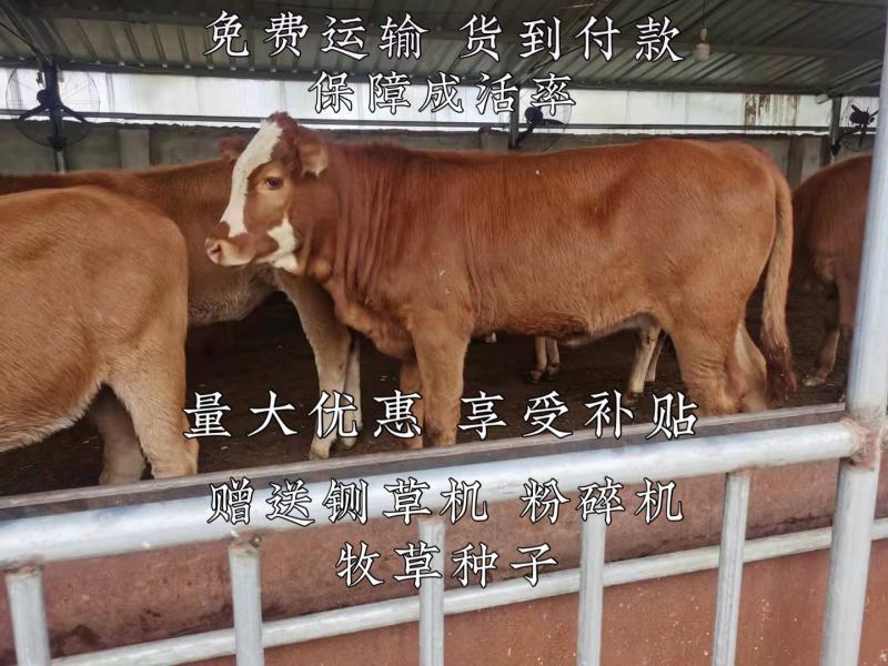 三元杂交牛免费运输全国发货货到付款技术培训