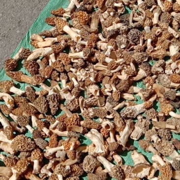 野生羊肚菌！鲜货，干货！野生羊肚菌！鲜货！！！干货！！！