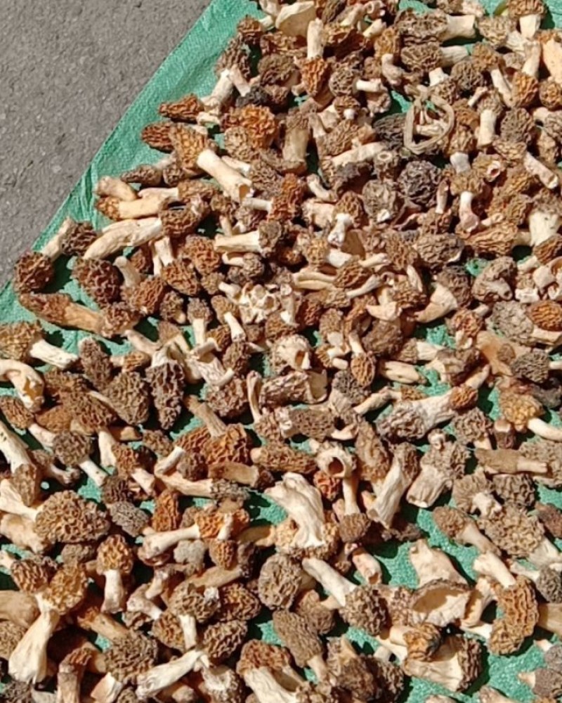 野生羊肚菌！鲜货，干货！野生羊肚菌！鲜货！！！干货！！！