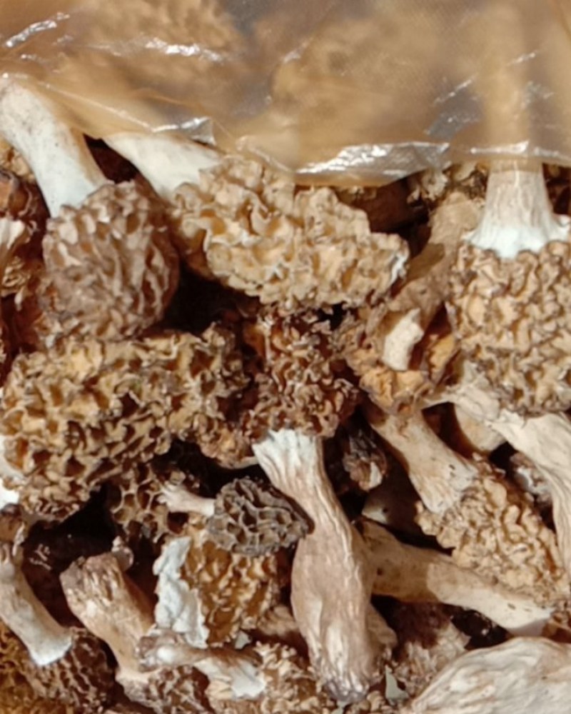 野生羊肚菌！鲜货，干货！野生羊肚菌！鲜货！！！干货！！！