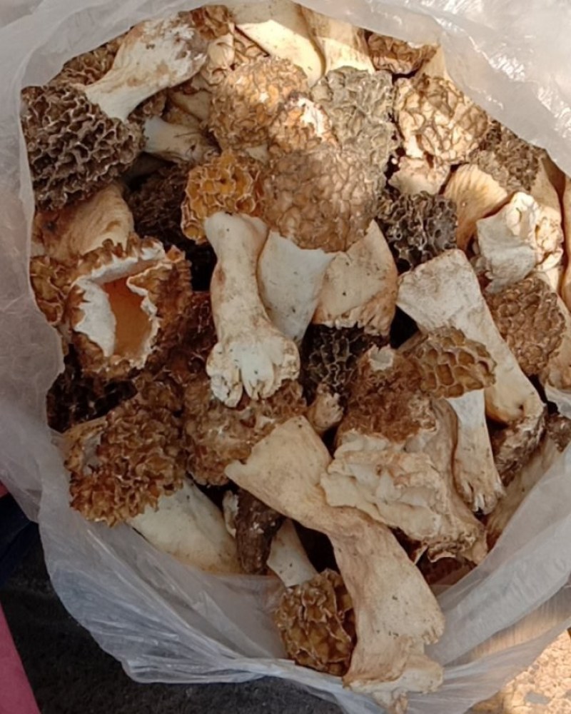 野生羊肚菌！鲜货，干货！野生羊肚菌！鲜货！！！干货！！！