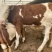 小牛犊牛苗技术跟踪培训免费运输货到付款包成活