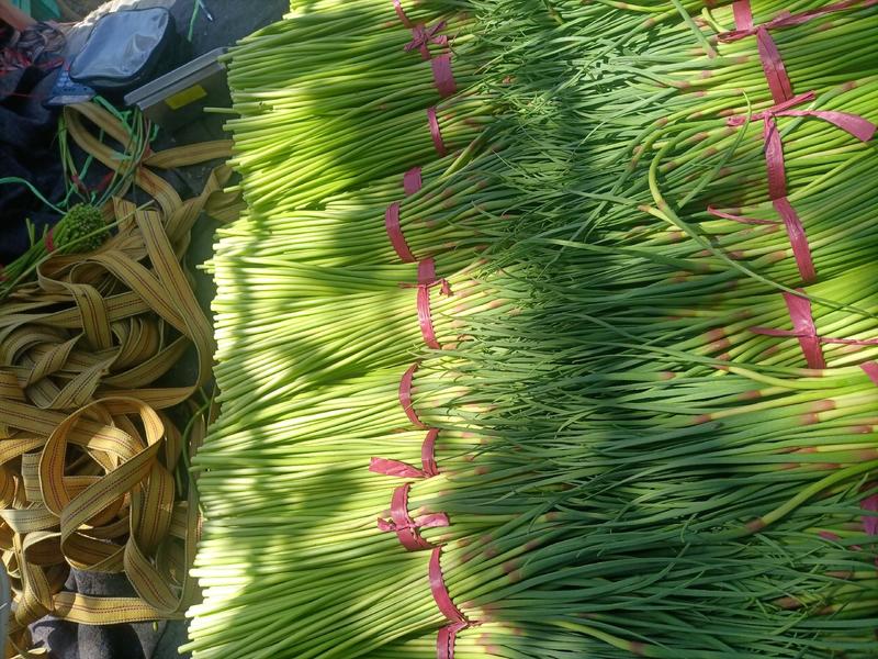 蒜苔莘县万亩红帽蒜苔，产地直销，大量上市，