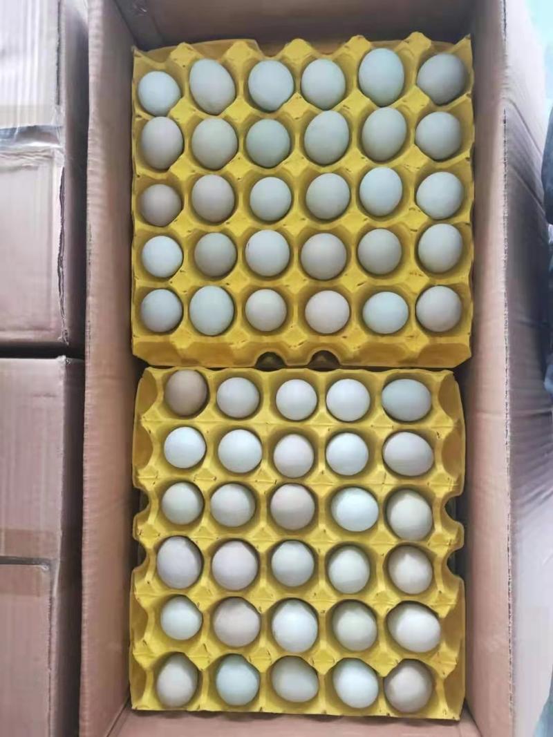 精品小绿壳鸡蛋，480枚每箱，全国物流当天发长期合作