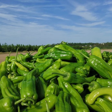 【基地现摘易保存】四川遂宁青椒薄皮椒量大从优！