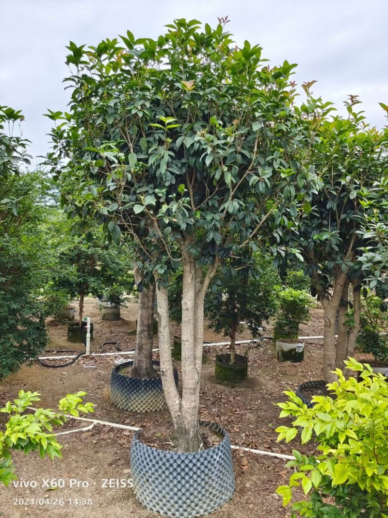 桂花四季桂花八月桂桂花移植苗袋苗红桂花