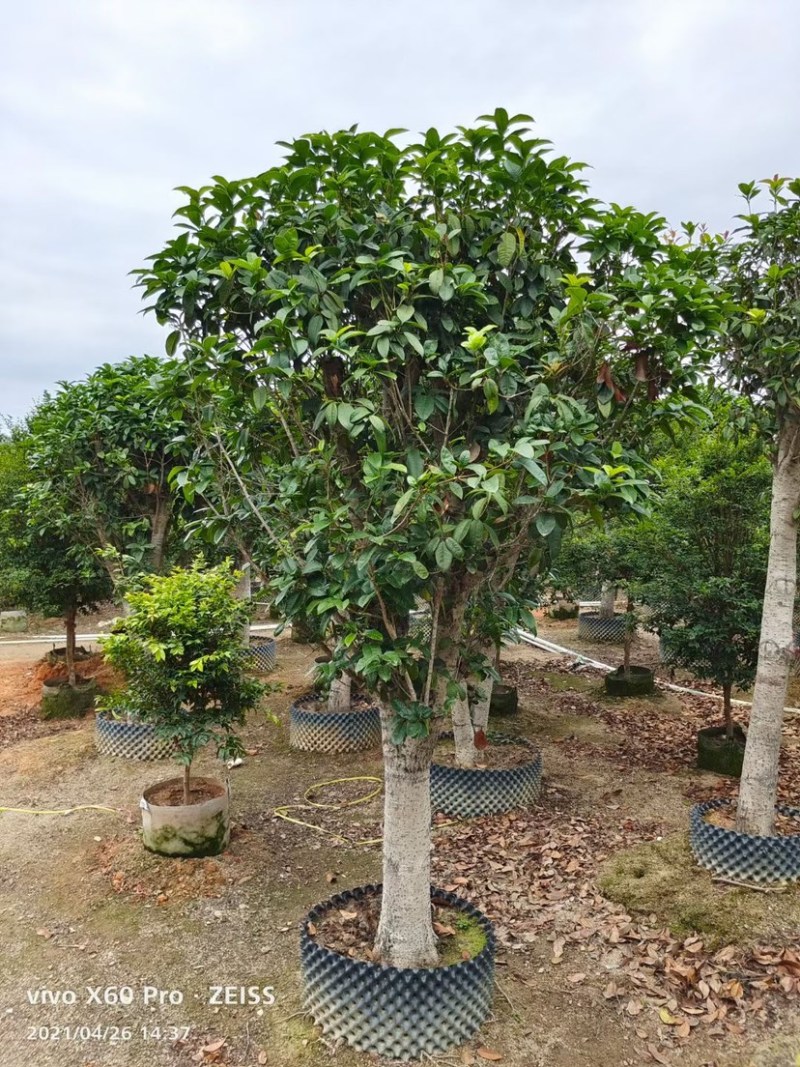 桂花四季桂花八月桂桂花移植苗袋苗红桂花